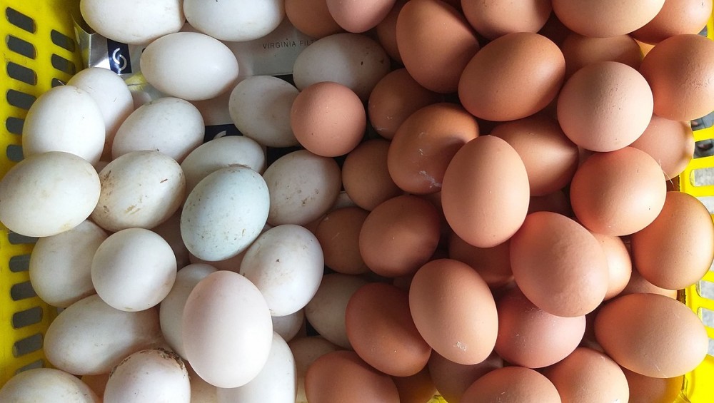 Trứng gà, trứng vịt bắt đầu tăng giá từ hôm nay